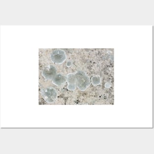Lichen pattern Posters and Art